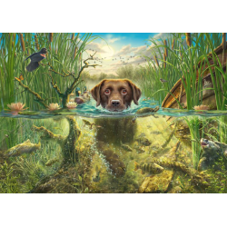 Hondenliefde-bruine labrador in verkoelende water Schmidt