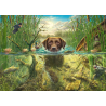 Hondenliefde-bruine labrador in verkoelende water Schmidt