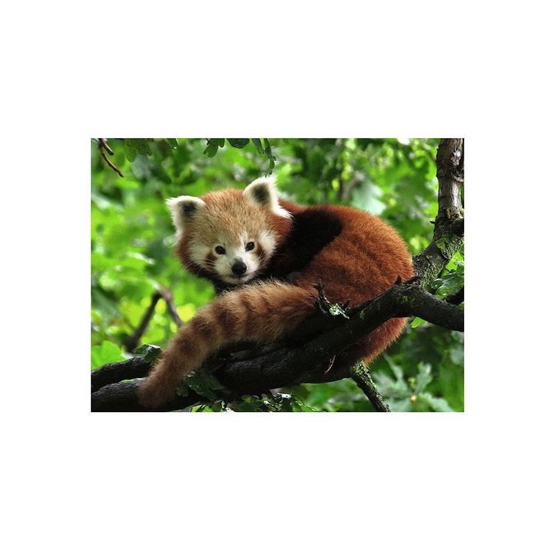 Ravensburger puzzel rode panda legpuzzel - 500 stukjes