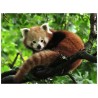 Ravensburger puzzel rode panda legpuzzel - 500 stukjes
