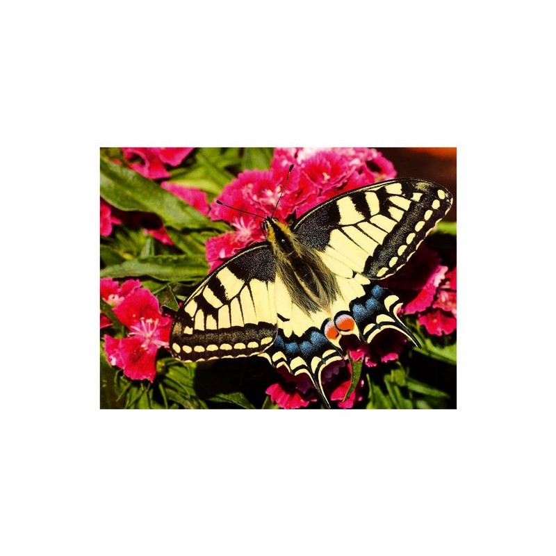 De vlinder 500 stukjes
