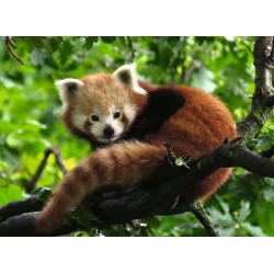 ‘Ravensburger puzzel schattige rode panda’