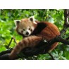 ‘Ravensburger puzzel schattige rode panda’