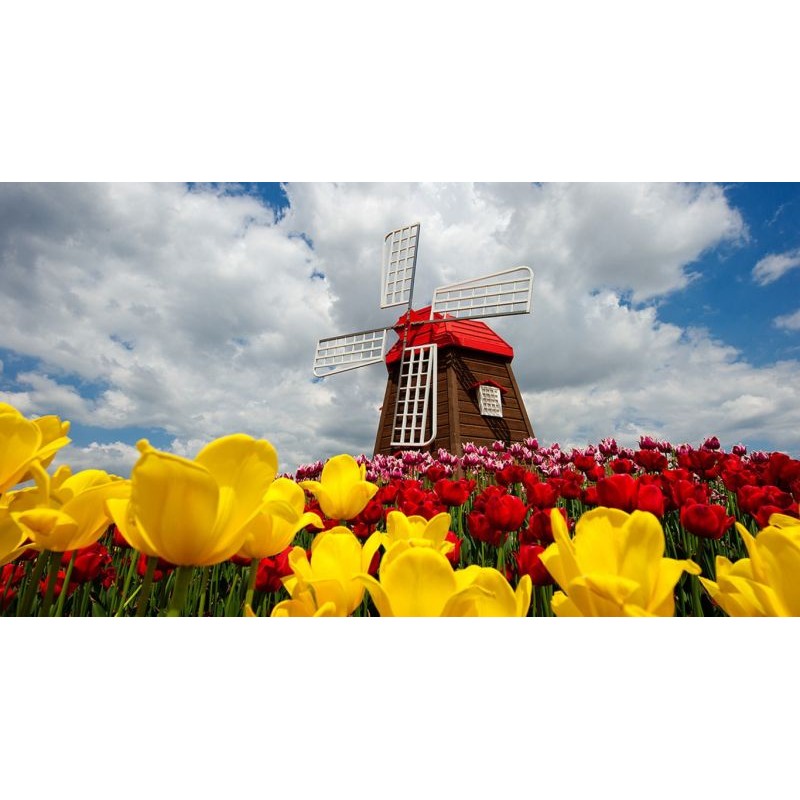 Diamond painting 20x30 cm: Molen met tulpen
