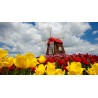 Diamond painting 20x30 cm: Molen met tulpen