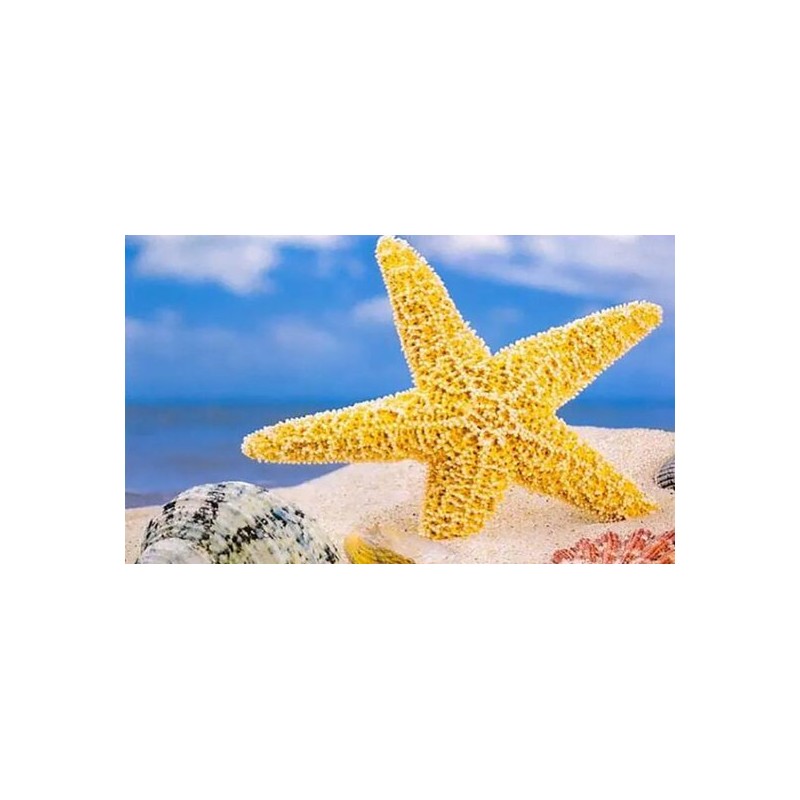 Diamond painting  – strand - zeester  20x30