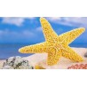 Diamond painting  – strand - zeester  20x30