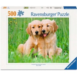 Golden retriever brothers...